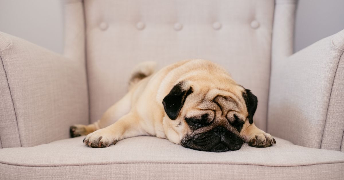 A pug (dog) sleeping on a chair.