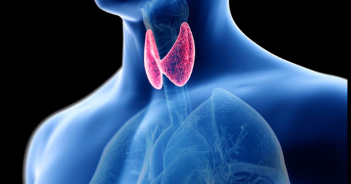 3d body with the Thyroid highlighted