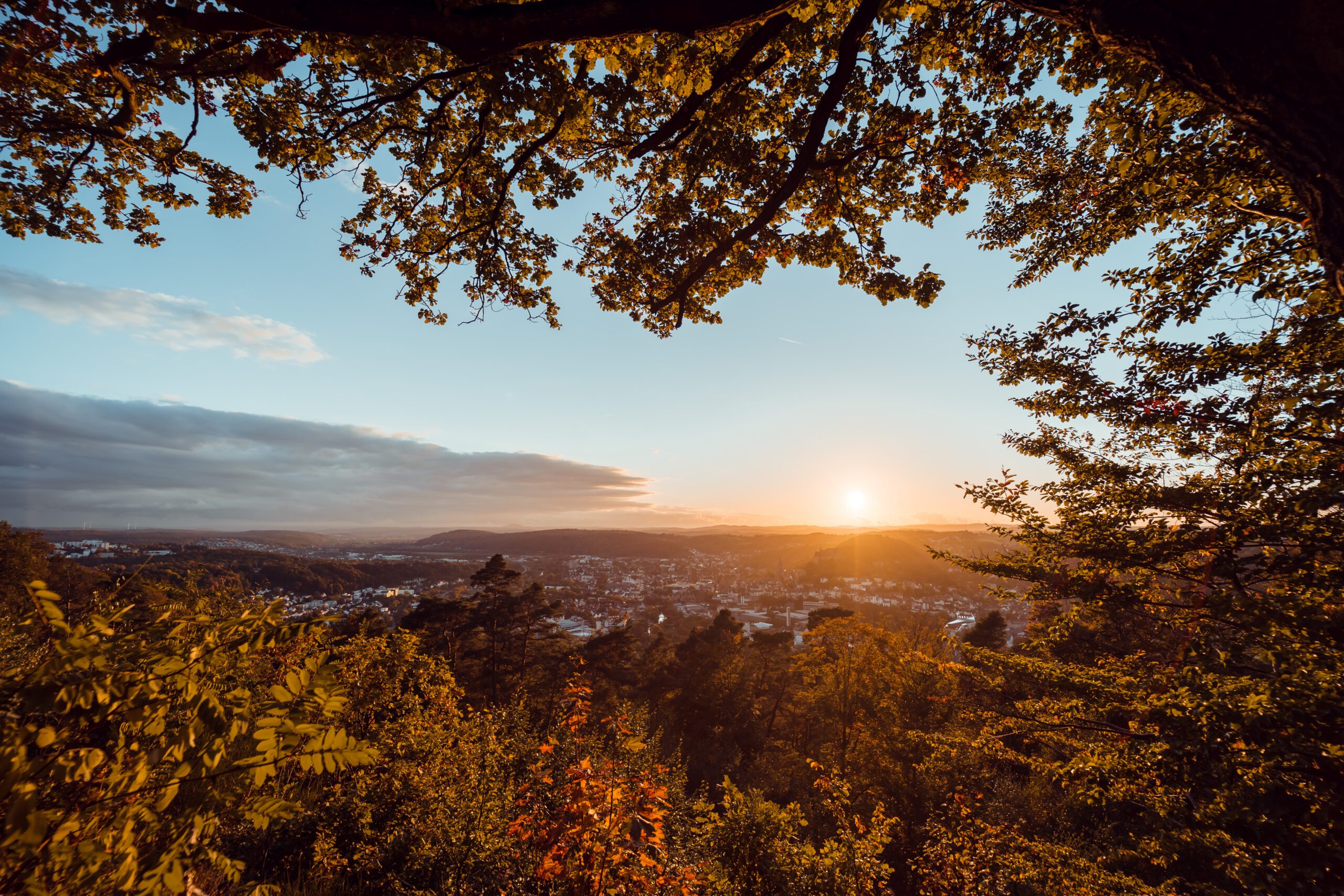 sunrise over trees and forest